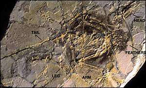 Archaeoraptor NGS
